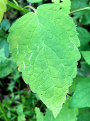 Agastache nepetoides