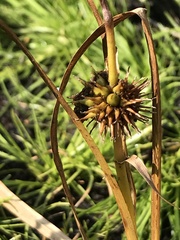 Sparganium angustifolium