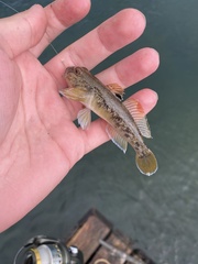 Neogobius melanostomus