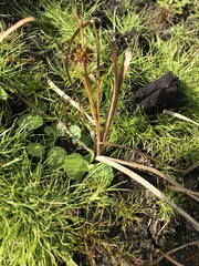 Sparganium angustifolium
