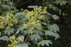 Kalopanax septemlobus