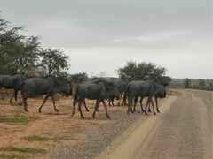 Connochaetes taurinus taurinus