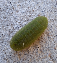 Atlides halesus