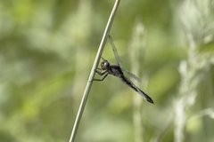 Libellula incesta