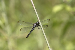 Libellula incesta