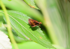 Oriens goloides