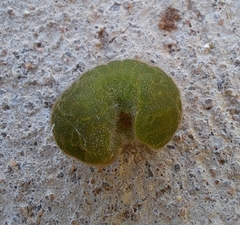 Atlides halesus