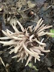 Clavaria