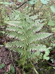 Athyrium angustum