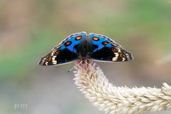 Junonia orithya
