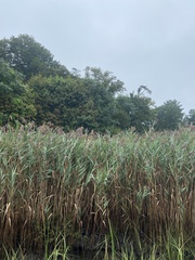 Phragmites australis