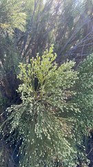 Baccharis sarothroides
