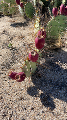 Opuntia phaeacantha