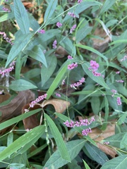 Persicaria longiseta