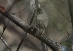 Turdus atrogularis