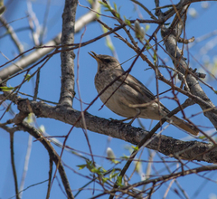 Turdus atrogularis
