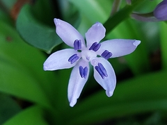 Scilla