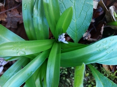 Scilla