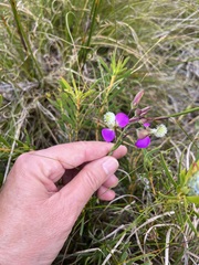 Polygala bracteolata