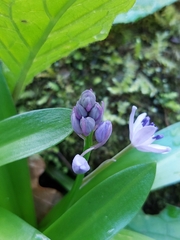 Scilla