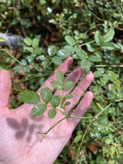 Rosa multiflora