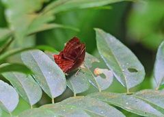 Abisara bifasciata
