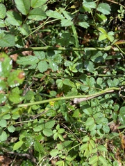 Rosa multiflora