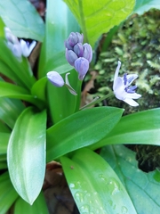 Scilla