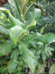 Costus guanaiensis