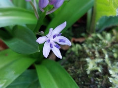 Scilla