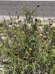 Sidneya tenuifolia