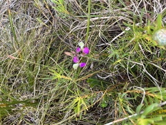 Polygala bracteolata