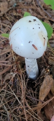Amanita magnivelaris