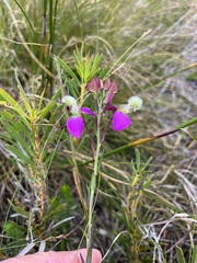 Polygala bracteolata