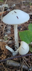 Amanita magnivelaris