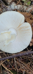 Amanita magnivelaris