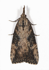 Hypena humuli