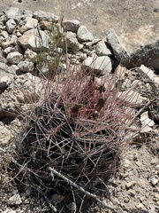 Hamatocactus hamatacanthus hamatacanthus