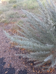 Artemisia filifolia