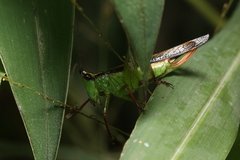 Conocephalus melaenus