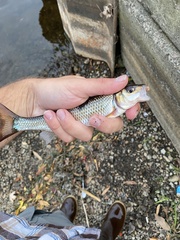 Semotilus corporalis