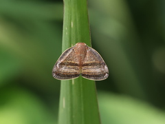 Ricania taeniata