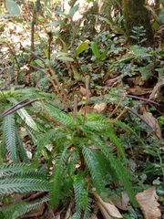 Selaginella willdenowii