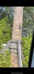 Agama picticauda