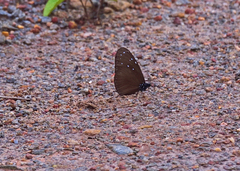 Euploea mulciber