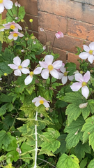 Eriocapitella hupehensis