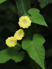 Merremia hederacea