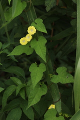 Merremia hederacea