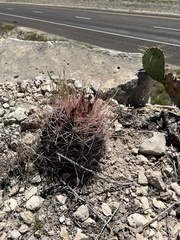 Hamatocactus hamatacanthus hamatacanthus