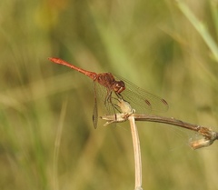 Sympetrum meridionale